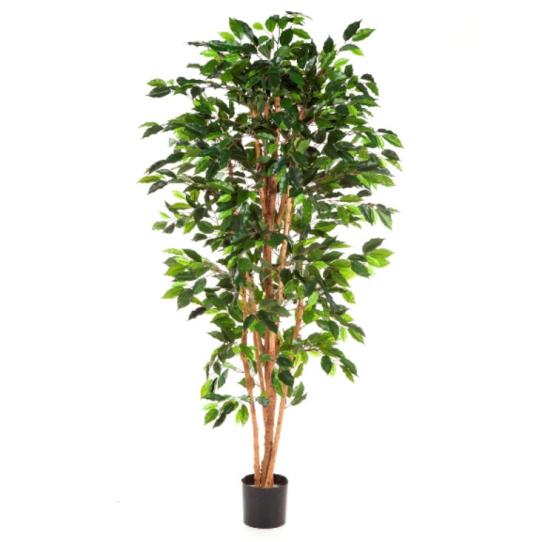 Kunstplant Ficus Nitida 150 cm