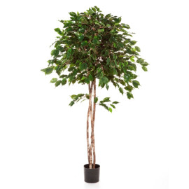 Kunstplant Ficus Umbrella 180 cm